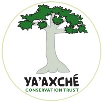 Ya’axché Conservation Trust logo