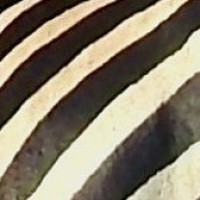 Zebra Hood logo